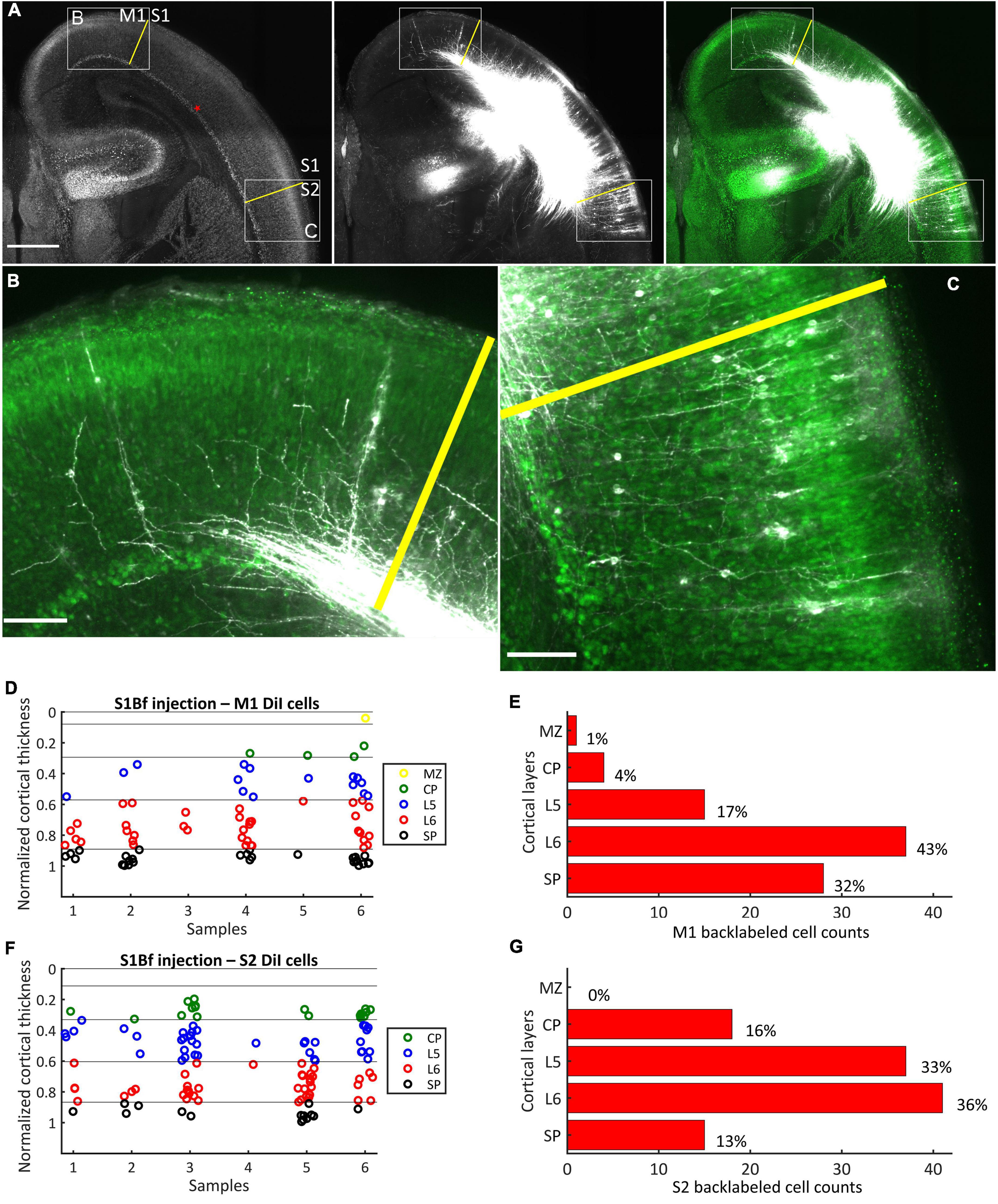 Frontiers | Axonal connections between S1 barrel, M1, and S2